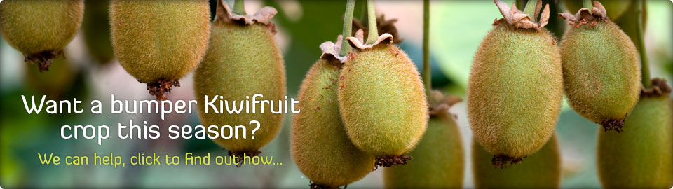 kiwifruit vine